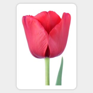 Tulip Sticker